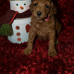 Poodle Puppies from Catoctin Furnace Standard Poodles
