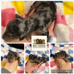 Frankie - Dapple female Dachshund puppy in Durant, Oklahoma from Big Creek Mini Dachshund