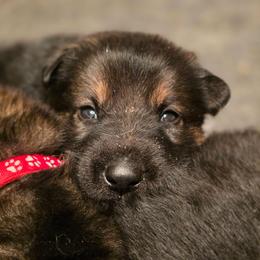 Yellow collar (Honey) - Sable female German Shepherd puppy in Hermitage, Pennsylvania from Shepherds of the Hundred Acres