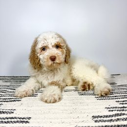Versace - Cream male Aussiedoodle puppy in Southwest Ranches, Florida from Dandy Doodle Ranch