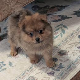 Adaline - Orange sable female Pomeranian puppy in Danielsville, Georgia from PassionatePomPoms