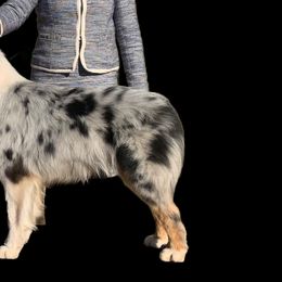 Australian Shepherds and Miniature American Shepherds from Shawnkara Australian Shepherds & Miniature American Shepherds