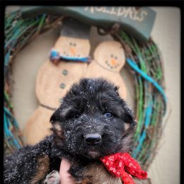 Brand - Black and tan male German Shepherd puppy in Fort Jennings, Ohio from Von Holtzapple German shepherds