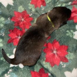 Lime Green Collar - Mahogany male Belgian Malinois puppy in Trenton, Georgia from Laeknir K9