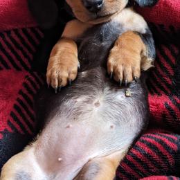 Dachshund Puppies from Valhallah Farms