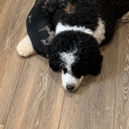 Portuguese Water Dog Puppies from Seaworthy PWD