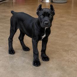 Lolly - Black female Cane Corso puppy in Trenton, Texas from Trained To Go Corso Kennels (T.T.G. Corso Kennels)