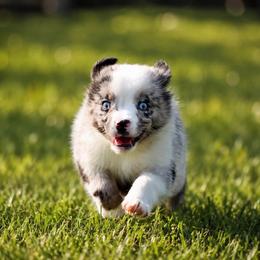 Dakota - Blue merle male Miniature Australian Shepherd puppy in Lowgap, North Carolina from Baileys Mini Aussies
