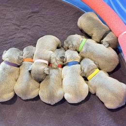 French Bulldog and Goldendoodle Puppies from French Valley Miniature Goldendoodles & French Bulldogs