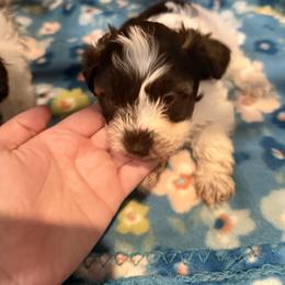 Bindi - Liver female Miniature Schnauzer puppy in Scottsboro, Alabama from EsKay Mini Schnauzers