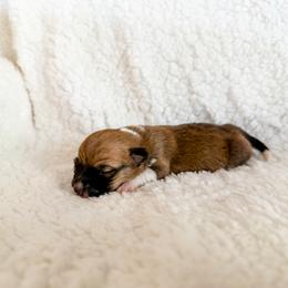 Pearl - Sable female Pembroke Welsh Corgi puppy in Phelan, California from Desert Sunset Pembroke Welsh Corgis