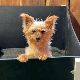 Riley - Yorkshire Terrier