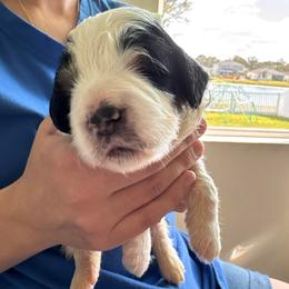 Milo - Tri-color male Bernedoodle puppy in Auburndale, Florida from Florida Mini Bernedoodles