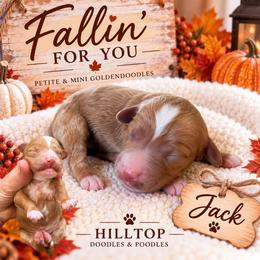 Jack - Red  male Goldendoodle puppy in Cannon County, Tennessee from Hilltop Doodles and Poodles