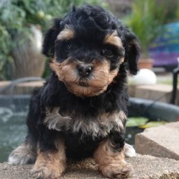 Remi - Black and tan female Yorkipoo puppy in Lebanon, Kentucky from Mosaic Merle Doodles
