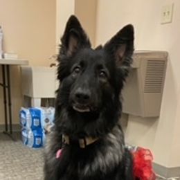 Shiloh Shepherds from Opal Shilohs