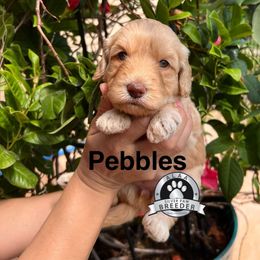 Pebbles - Caramel cream female Australian Labradoodle puppy in San Juan, Texas from QuiSal Labradoodles