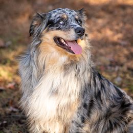 Gus - Australian Shepherd