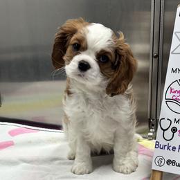 Cavalier King Charles Spaniels from Baker Family Cavalier King Charles Spaniels