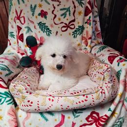 Pinkie - White and buff female Bichon Frise puppy in Chatham, Illinois from Bichon Frise Partnership