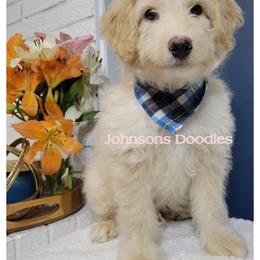 Aussiedoodle, Bernedoodle, and Goldendoodle Puppies from Johnson's Doodles