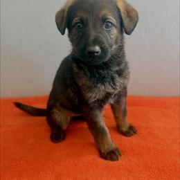 Pink - Sable female German Shepherd puppy in Buckeue, Arizona from Légende Vivante Du Chief Kennel