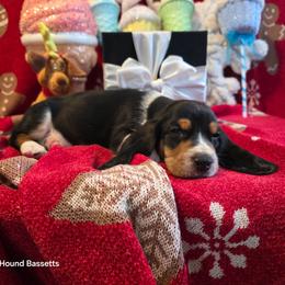 Joseph - Black tan and white male Basset Hound puppy in Big Rapids, Michigan from Basket Hound Bassets