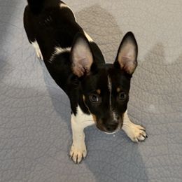 Toyota - Black white and tan female Rat Terrier puppy in Savoy, Texas from Rockin EZ Rat Terriers