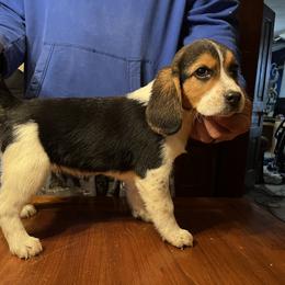 "A male pup from many years ago. " Beagle Puppies from Bachman’s Kennel