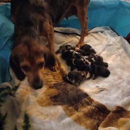 American Leopard Hound Puppies from Black Dragon Hounds