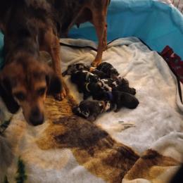 American Leopard Hound Puppies from Black Dragon Hounds