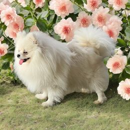 Dutchess - White female Pomeranian puppy in El Paso, Texas from Texas quality pomeranians