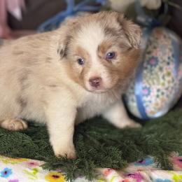 Gil - Red merle male Miniature Australian Shepherd puppy in California from Eagle River Aussies