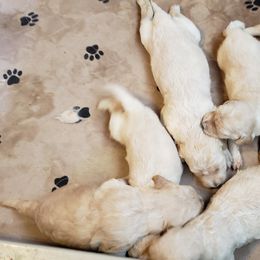 Goldendoodle Puppies from Toneytails Doodles