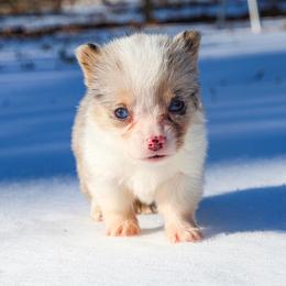 Meeko - 2500 - male Pembroke Welsh Corgi puppy in Star City, Arkansas from T4 Farms