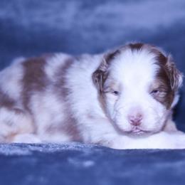Frost - Red merle male Australian Shepherd puppy in Easton, Missouri from MMA Kennel