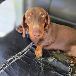 Leo - Dachshund