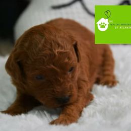 Mahogany girl - Red  female Poodle puppy in Fairburn, Georgia from The Real Dog Breeders of Atlanta (peachy poodles)