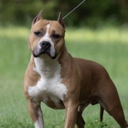 Whiskey - American Staffordshire Terrier