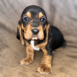 Bear - Brown black and white male Basset Hound puppy in Yarnell, Arizona from Boulder Oak Bassets