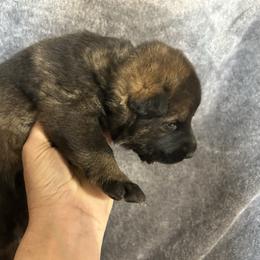 Jaya - Sable female German Shepherd puppy in Milan, Illinois from Stonewick German Shepherds