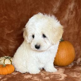 Cider - Cream male Maltipoo puppy in Bronson, Florida from Tabler Family Puppies