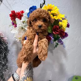 Momo - Red  female Poodle puppy in Miami, Florida from Sakura Poodles