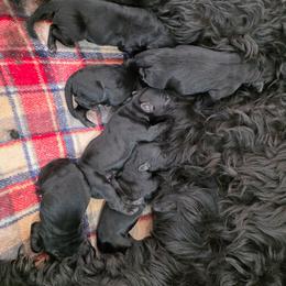 Boy 5 - Black male Giant Schnauzer puppy in Mcneal, Arizona from Olympian Giant Schnauzers and Westie’s!