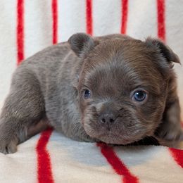 Boy 3 - Blue male French Bulldog puppy in Battle Ground, Washington from Ferguson's Bulldogs