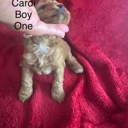 AKC white chest - Red  male Poodle puppy in Southwest Ranches, Florida from Herringbone ‘s Poodles