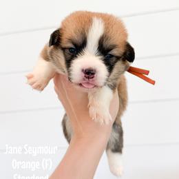Orange - Jane Seymour (standard) - Red female Pembroke Welsh Corgi puppy in Milan, Georgia from Williams’ Welsh Corgis LLC