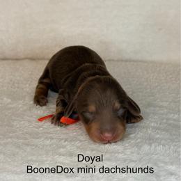 Doyal - Chocolate and tan male Dachshund puppy in Lexington, Oklahoma from BooneDox Miniature Dachshunds