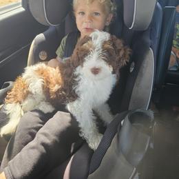 Bernedoodle, Goldendoodle, and Poodle Puppies from Beach Doodles