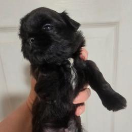 Kingston - Black male Shih Tzu puppy in Waynesboro, Pennsylvania from Big Win Shih Tzus